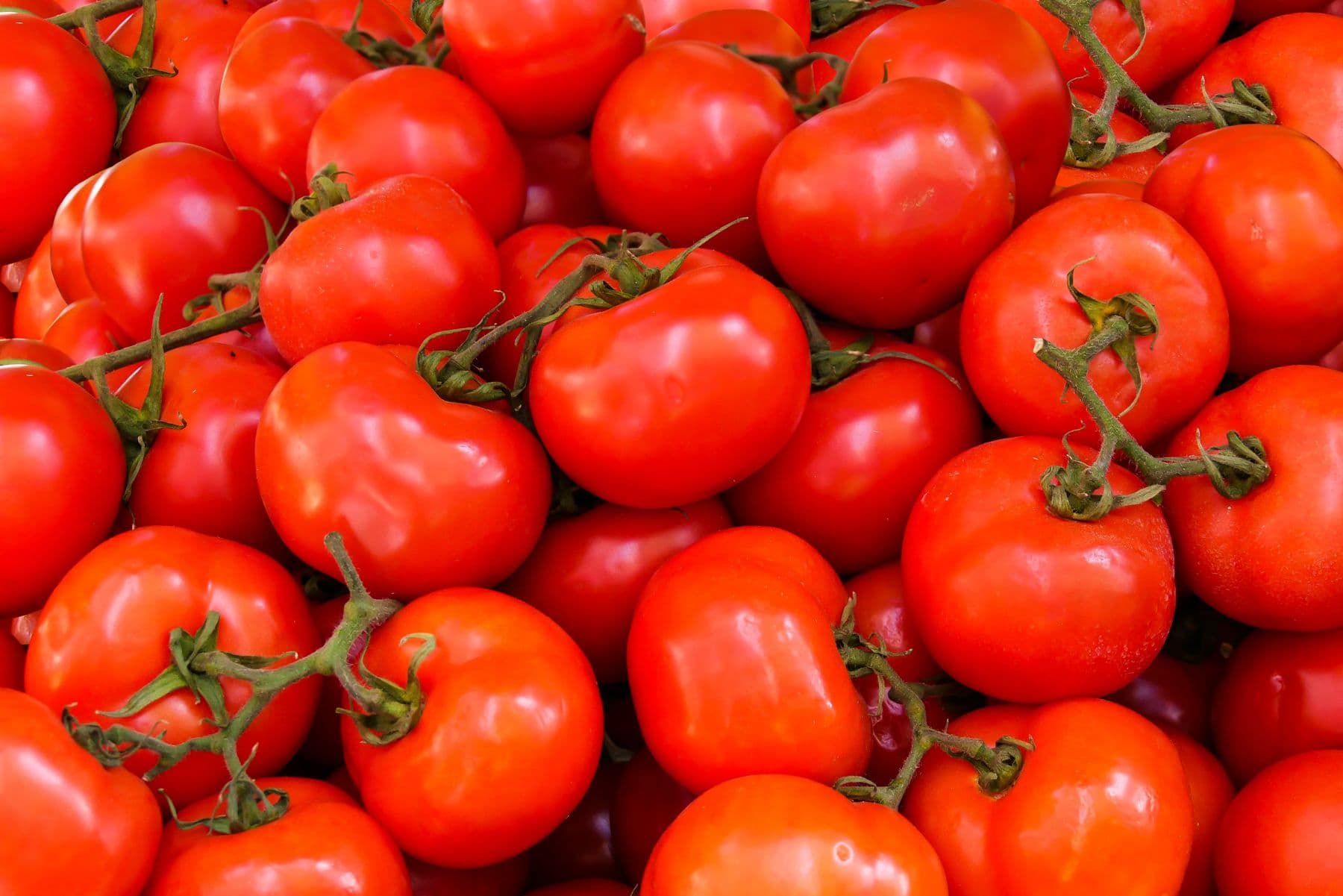 Heirloom tomato salad, barely touched