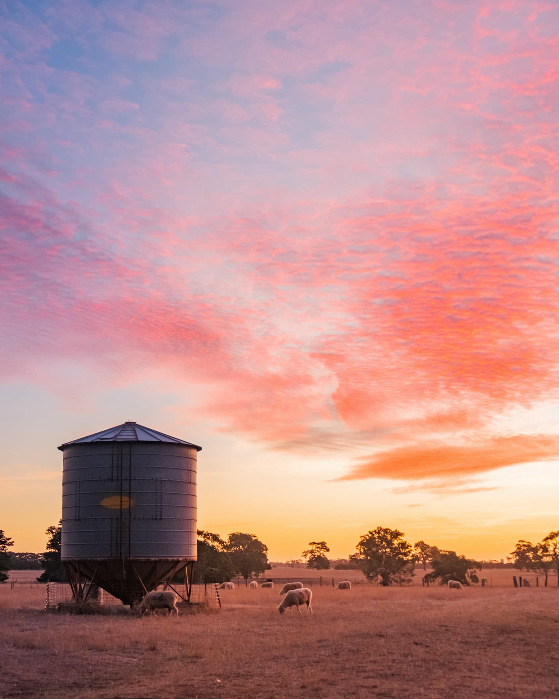 Morning light over the paddocks around the market garden
