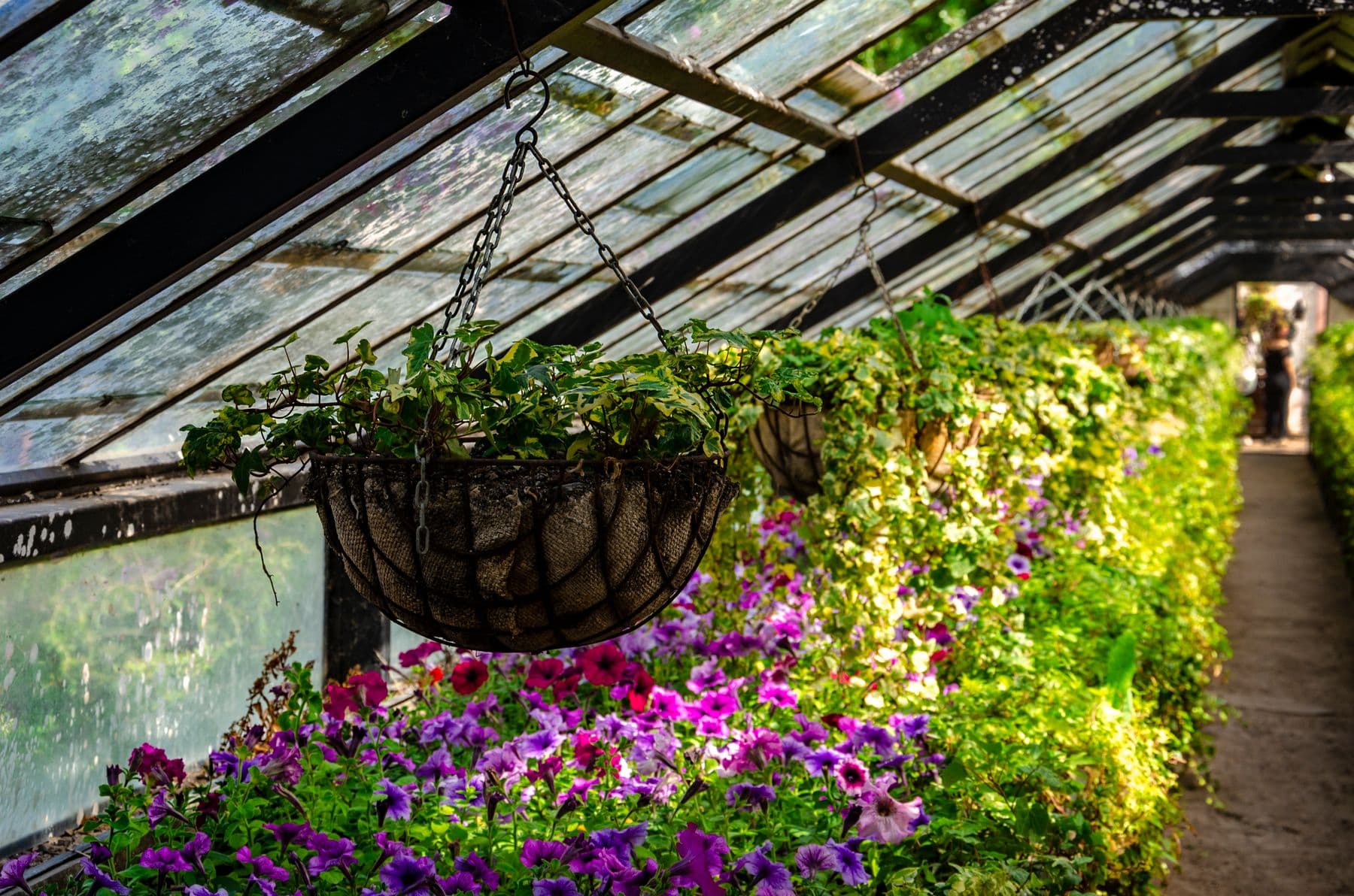 Inside the polytunnel