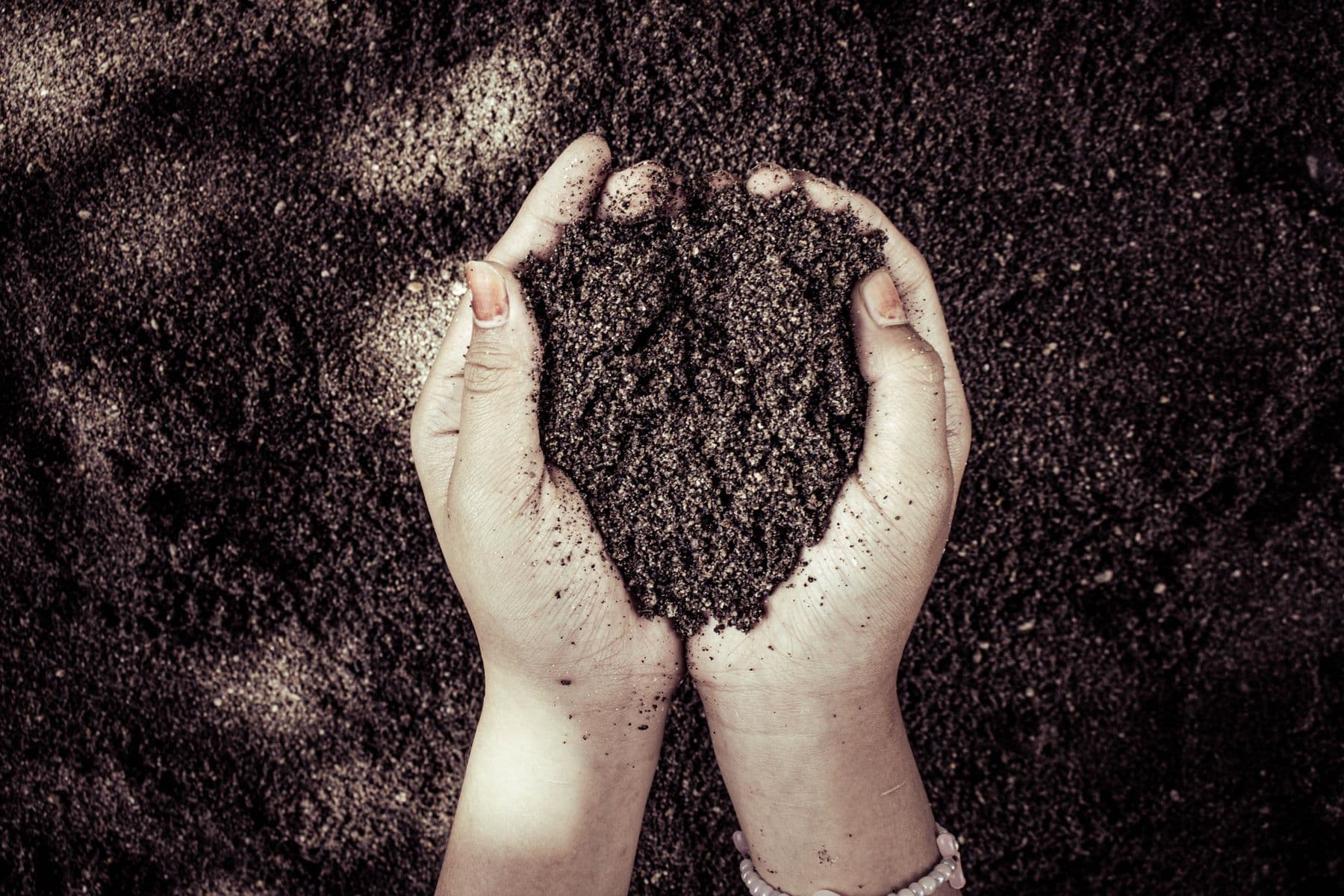 Living soil in the market garden