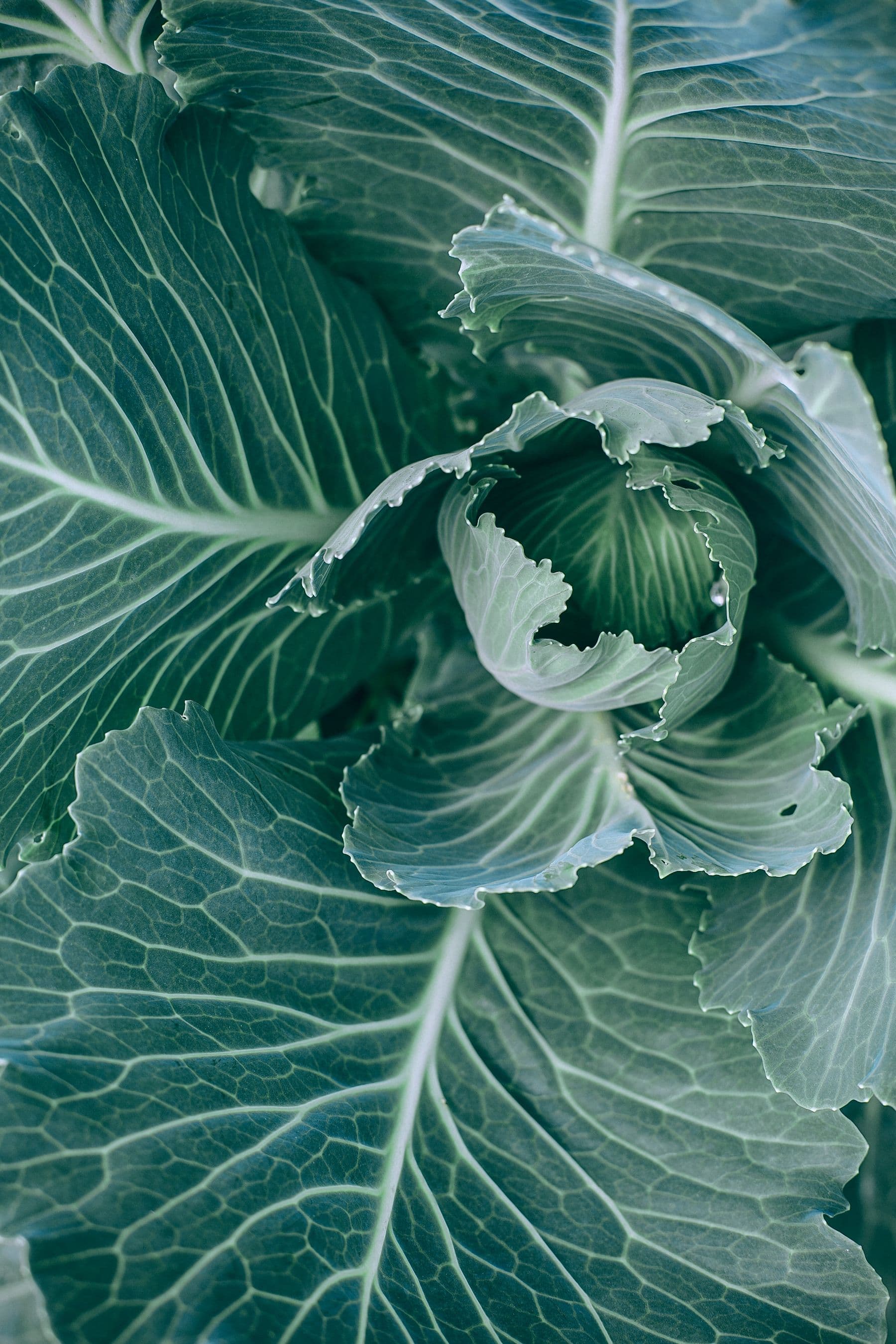 Winter produce