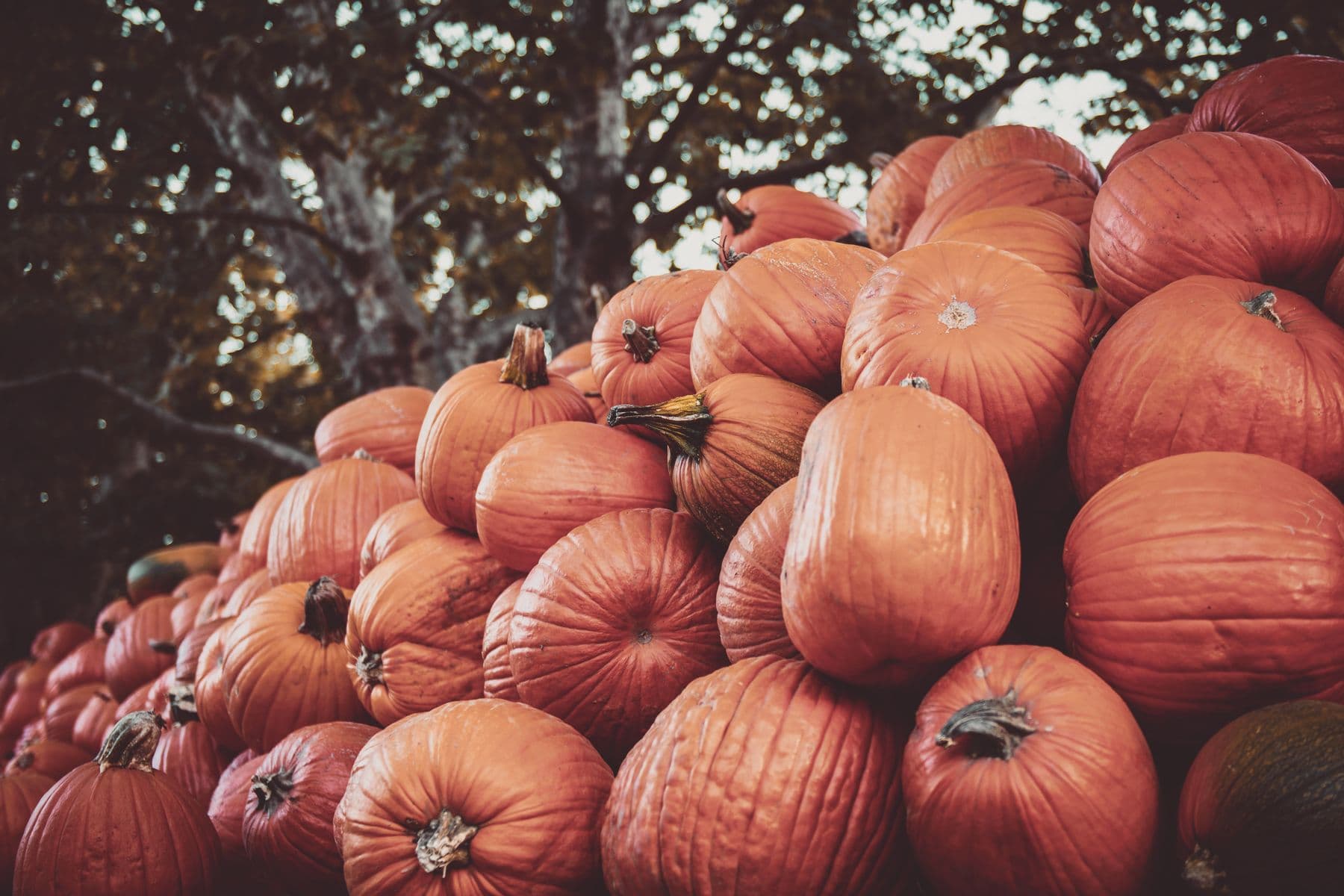 Autumn produce
