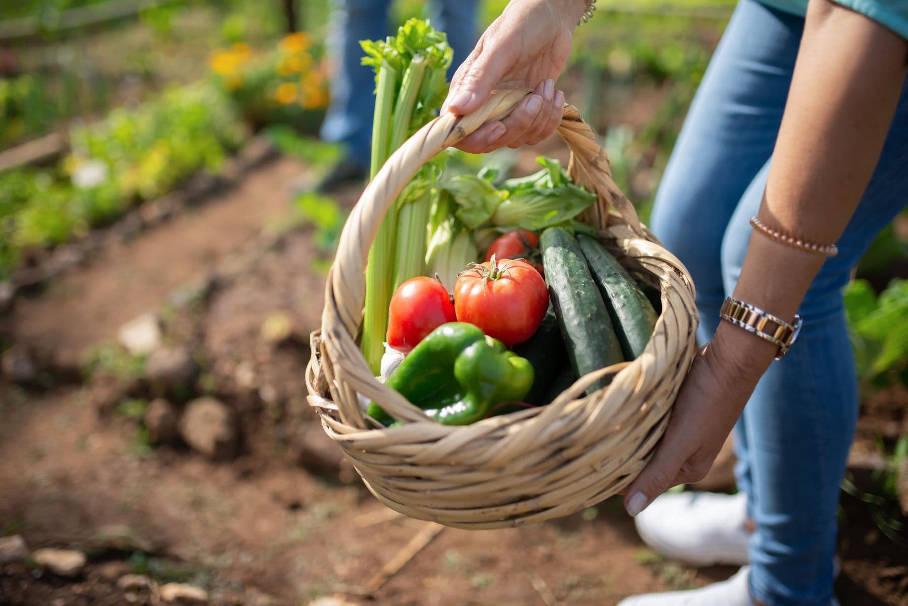 Hands harvesting vegetables
