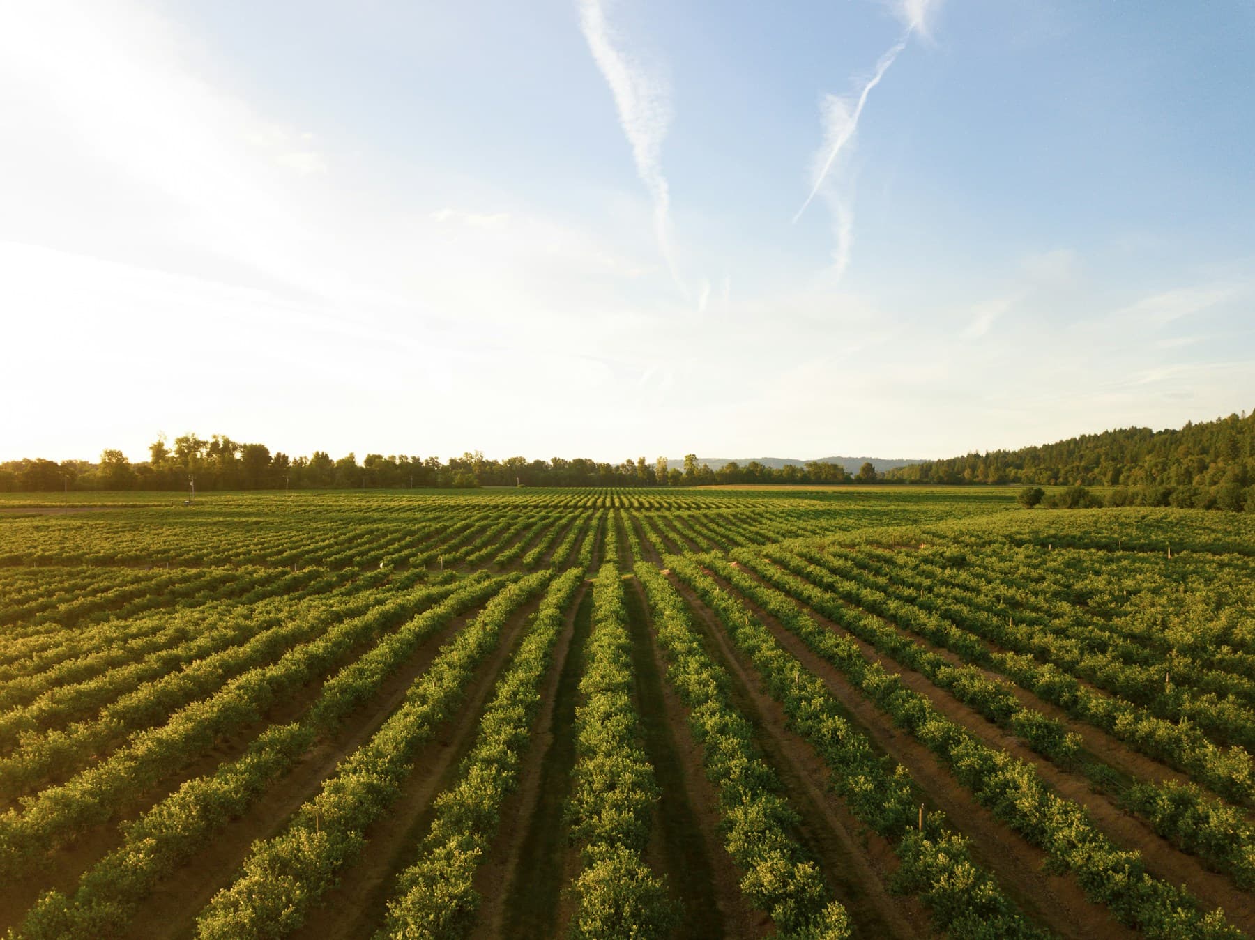 Rows of vegetables in the morning light at our market garden